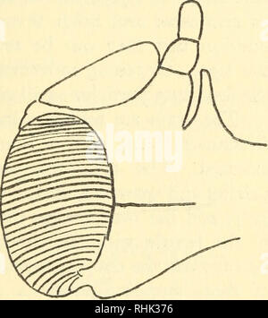 . La biologia di ragni. Ragni; gli insetti. Alcuni altri ARACHNIDA o accostate tra di loro. Questi sono usati in scavando. L'ultima coppia di appendici su prosoma sono i chilaria. Il coxal giunti di pedipalpi e le gambe sono diretti verso l'interno processi coperta con spine e arredate con denti di frantumazione. Essi assistono in masticating il cibo prima che entri nella bocca. L'appendice del primo segmento addominale è la mediana opercolo genitale, attraverso cui la femmina deposita le uova. I prossimi cinque segmenti portano abbinato gill-libri (Fig. 109). Questi organi respiratori sono ve Foto Stock