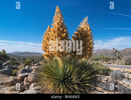 Parco nazionale di Joshua Tree, yucca pianta in fiore Foto Stock