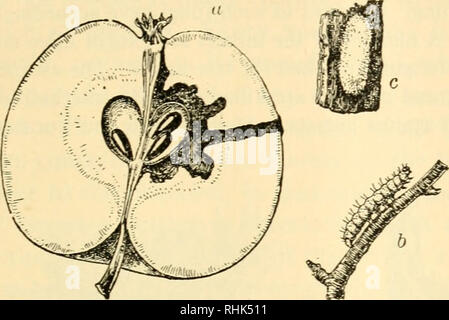 . Biologia e della vita umana. Biologia. Insetti IX rispetto alla ricchezza umana 569 marrone-tailed moth. Questo tipo di lavoro sta crescendo molto rapidamente. Ora ci sono diverse stazioni in questo paese in cui gli insetti sono coltivate su larga scala, per essere inviato dove necessario in controlhng insetti dannosi.. Fig. 238. La carpocapsa del melo (Carpocapsa pomonella), sezione di Apple, con cavità realizzate dalla larva; b, larva, il "worm"" di Apple; c, cocoon: d, pupa: e, adulti. Le uova sono previsti indifferentemente su tutti i ramoscelli. Questo insetto provoca danni stimati a venti milioni di dollari l'anno. (Circa Foto Stock