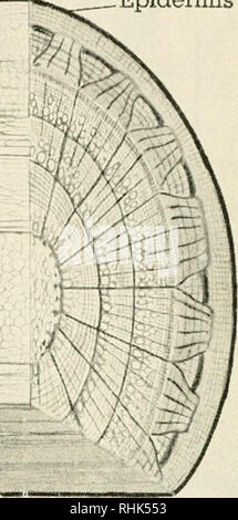 . Biologia e l'uomo. Biologia; gli esseri umani. Tre - Anno- vecchia linden lo strato di sughero â floema ducta- ^ cambio condotti dello xilema -fibre di legno fibre tessili liberiane / epidermide -albedo- â ^ albedo ray-. A sinistra, Â© generale Alimentazione biologica House, Inc. Struttura di una dicotiledone stelo la crescita nello strato del cambio produce nuovo tessuto legnoso all'interno e il nuovo tessuto di corteccia o sughero, all'esterno di questo strato. Durante la primavera, quando la crescita è rapida, grandi tubi dello xilema sono formate. Più tardi, la crescita rallenta e decisamente un anello di tessuto più denso è formata. Il numero di anelli annuali nella parte legnosa dello stelo ci dice l'età di un Foto Stock