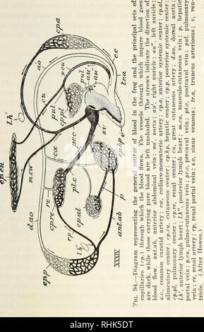 . La biologia della rana. Le rane. Il sistema circolatorio 291. Si prega di notare che queste immagini vengono estratte dalla pagina sottoposta a scansione di immagini che possono essere state migliorate digitalmente per la leggibilità - Colorazione e aspetto di queste illustrazioni potrebbero non perfettamente assomigliano al lavoro originale. Holmes, Samuel J. (Samuel Jackson), 1868-. New York : La Macmillan company Foto Stock