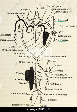 . La biologia della rana. Le rane. Il sistema circolatorio 285 dopo ogni pulsazione del cuore e poi lentamente i contratti (Hyrtl, Sabatier), serve anche per equilibrare il flusso di sangue, specialmente nella carotide interna. La ghiandola carotidea è. Fig. 92.-Schema del sistema arterioso della rana, vista ventrale. (Dopo Howes.) sviluppato in larve attraverso le anastomosi di navi che collega la afferiscono e arterie efferente del primo arco gill; tra i vasi sanguigni sono cellule derivate dall'epitelio del gill feritoie (Maurer).. Si prega di notare che queste immagini vengono estratte dalla scansione Foto Stock