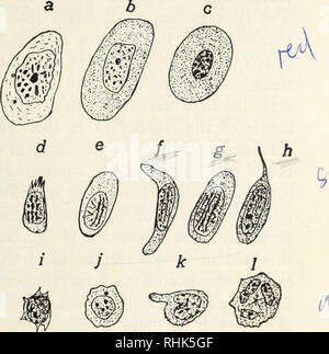 . La biologia della rana. Le rane. Il sistema circolatorio 275 piccoli di leucociti, è quasi sferica. In altre cellule è molto irregolare in profilo e può essere profondamente strozzata in diversi luoghi e non di rado essa può essere suddivisa in due o più nuclei distinti. In leucociti più piccola la quantità di citoplasma è relativamente piccola e di forma una stretta, irregolare en- velope intorno al nucleo sferico. Il citoplasma dei globuli più grandi è relativamente molto maggiore in quantità. In virtù della loro amoeboid sposta- menti il bianco cor- puscles hanno il potere di independ- ent una locomozione Foto Stock