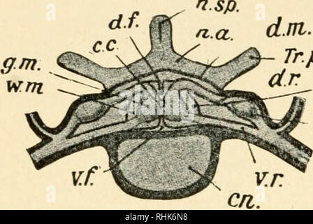 . La biologia della rana. Le rane. 286 LA BIOLOGIA DELLA RANA CHAP. in due lamelle. Questo strato è molto strettamente applicata al sistema nervoso centrale ed è continuato in varie fessure del cervello e la fessura ventrale del midollo spinale. Una sezione trasversale del cordone mostra che è composto principalmente da cellule gangliari e fibre nervose. La parte centrale del cavo è formato dm. Tr.pr.. p.ni. tsl. 4 di materia grigia che consiste principalmente di gan- ghon cellule e non- meduUated nervi. Vicino al centro della massa grigia è un piccolo canale, la canalis cen- fig. 80. - Sezione trasversale attraverso la ve Foto Stock