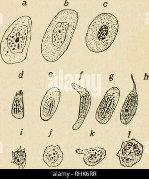 https://l450v.alamy.com/450vit/rhk6rr/la-biologia-della-rana-le-rane-il-sistema-circolatorio-259-grandemente-in-cellule-differenti-in-alcuni-casi-specialmente-nei-piccoli-leucociti-e-quasi-sferica-in-altre-cellule-e-molto-irregolare-in-profilo-e-puo-essere-profondamente-strozzata-in-diversi-luoghi-e-non-di-rado-essa-puo-essere-suddivisa-in-due-o-piu-nuclei-distinti-in-leucociti-piu-piccola-la-quantita-di-citomegalovirus-plasm-e-relativamente-piccola-e-di-forma-una-stretta-busta-irregolare-intorno-alla-forma-sferica-nu-cleus-il-citomegalovirus-plasm-dei-globuli-piu-grandi-e-relativamente-molto-maggiore-in-quantita-in-virtu-dei-loro-movimenti-amoeboid-il-rhk6rr.jpg