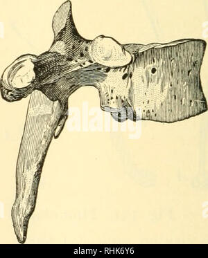 . Biologia e della vita umana. Biologia. Fig. 1-^^ 00- vertebre umane di ciascuna delle unità della colonna vertebrale è costituito da un corpo principale (con un arco sul lato dorsale) e vari rilievi. Le aperture negli archi compongono un tubo o canale in cui il midollo spinale si trova dal pavimento della bocca e acquisisce una grande varietà di forme e funzioni in diverse specie di backboned ani- Malles : nella maggior parte dei casi si tratta di un cibo-getting organo o uno che muove il cibo in giro durante il processo di masticazione.. Si prega di notare che queste immagini vengono estratte dalla pagina sottoposta a scansione di immagini che possono essere state dig Foto Stock