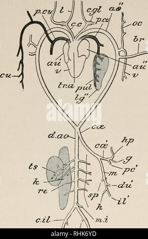 . La biologia della rana. Le rane. 268 LA BIOLOGIA DELLA RANA CHAP.. c.il--i 4 *•* f- sc FlG. 74. - Schema del sistema arterioso della rana, visto dal lato ventrale, ao", arco aortico; au'', destra oreillette; au", padiglione auricolare sinistro; br, arteria brachiale; c.c, carotide; c.gl, ghiandola carotidea; c.il, iliaca comune; c&amp;, cceliaco-mes- enterica; cos', coeliac; cti, cutanea; d.ao, aorta dorsale; /m, femorale; GT; gastrico //, haemorrhoidal; hp, epatica ; hy, epigastrico- vescicale; k, rene; /, multilingue; Ig", polmone sinistro; in, mesenterici anteriore ; tn.i, posteriore mesen- teric; oc,; occipitale pc'. Foto Stock