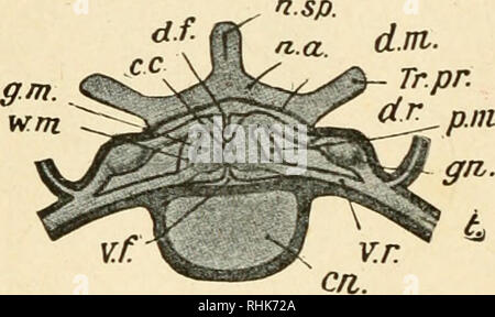 . La biologia della rana. Le rane. 286 LA BIOLOGIA DELLA RANA. in due lamelle. Questo strato è molto strettamente applicata al sistema nervoso centrale ed è continuato in varie fessure del cervello e la fessura ventrale del midollo spinale. Una sezione trasversale del cordone mostra che è composto principalmente da cellule gangliari e fibre nervose. La parte centrale del cavo è formato di materia grigia che consiste principalmente di gan- glion cellule e non- medullated nervi. Vicino al centro della massa grigia è un piccolo canale, la canalis cen- FlG. 80. - Sezione trasversale attraverso la verte- sentieri,XtA da un cantare Foto Stock