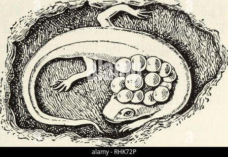 . La biologia della rana. Le rane. AMPHIBIA IN GENERALE 11 femmina del D. fuscus depone le uova in due stringhe lunghe che ella si avvolge intorno al suo corpo dopo aver fatto ricorso ad un apposito nascondiglio. ^ Un altro rappresentano un- , '-^^P^iJ^^Ste- la specie di Pletho- don, Eurycea e Batrachoseps, la più comune di generi, sono per lo più di piccole dimensioni. Essi si trovano di solito in situazioni di umido sotto le rocce o masse di decadimento del legno. Un- Cali fornia specie, Aneides lugubris, è stato trovato dalla Ritter 1 per avere la peculiare abitudine di posa le sue uova nei fori in alto in rami di live-alberi di quercia. La Salama Foto Stock