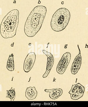 . La biologia della rana. Le rane. Il sistema circolatorio 259 grandemente in cellule differenti. In alcuni casi, specialmente nei piccoli leucociti, è quasi sferica. In altre cellule è molto irregolare in profilo e può essere profondamente strozzata in diversi luoghi e non di rado essa può essere suddivisa in due o più nuclei distinti. In leucociti più piccola la quantità di citomegalovirus- plasm è relativamente piccola e di forma una stretta, busta irregolare intorno alla forma sferica nu- cleus. Il citomegalovirus- plasm dei globuli più grandi è relativamente molto maggiore in quantità. In virtù dei loro movimenti amceboid il Foto Stock