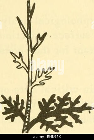 . Biologia dei deserti : le procedure di un simposio sulla biologia di caldo e freddo deserti organizzato dall'Istituto di biologia. Deserti. •1 1 3. Zygophyllum. ^ ¥ 7. Reaumuria. Si prega di notare che queste immagini vengono estratte dalla pagina sottoposta a scansione di immagini che possono essere state migliorate digitalmente per la leggibilità - Colorazione e aspetto di queste illustrazioni potrebbero non perfettamente assomigliano al lavoro originale. Cloudsley-Thompson, J. L. Londra : Istituto di biologia ; New York : Hafner Foto Stock