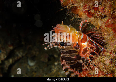 Leone Zebra, Dendrochirus zebra, Scorpaenidae, Anilao, Batangas, Filippine, Mare delle Filippine, Oceano Pacifico, in Asia Foto Stock