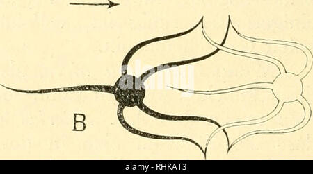 . Biologisches Zentralblatt. Biologia. Fig. 1. •Fig. 2. (Yphiocoma nigra '/j. Photographic eines unter Ätherwasserbetäubung ge- töteten esemplari. Schema der Lokomotion einer Ophiura, un Mit einem, B mit zwei Arni- paaren kriechend. Der nur konturiertc Schlangenstern bezeichnet die Lage nach Sprunge dem. mungen nach beiden Seiten die Entfernung zwischen der Scheibe und der festen Armspitze. Diese beiden verschiedenen Bewegungs- arten der Arme lassen sich übrigens in Wirklichkeit nicht scharf unterscheiden. Oft tritt eine Kombination derselben in der Weise ein, dass sich, wenn drei Arme vorgestre Foto Stock