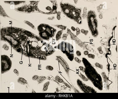 . La biologia e la colonizzazione della sabbia volare Lutzomyia diabolica (Hall) (Diptera: Psychodidae) con note sulla sua relazione di potenziale umano leishmaniosi cutanea in Texas, Stati Uniti d'America. Psychodidae; la leishmaniosi cutanea; insetti come vettori della malattia; gli insetti. Â 195-. Si prega di notare che queste immagini vengono estratte dalla pagina sottoposta a scansione di immagini che possono essere state migliorate digitalmente per la leggibilità - Colorazione e aspetto di queste illustrazioni potrebbero non perfettamente assomigliano al lavoro originale. Avvocato, Phillip G.. Foto Stock