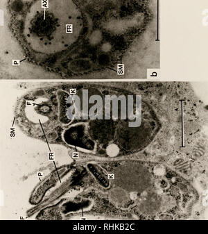 . La biologia e la colonizzazione della sabbia volare Lutzomyia diabolica (Hall) (Diptera: Psychodidae) con note sulla sua relazione di potenziale umano leishmaniosi cutanea in Texas, Stati Uniti d'America. Psychodidae; la leishmaniosi cutanea; insetti come vettori della malattia; gli insetti. - # # J. ft*"'* â -Hl â â ¢ &amp;l z. Si prega di notare che queste immagini vengono estratte dalla pagina sottoposta a scansione di immagini che possono essere state migliorate digitalmente per la leggibilità - Colorazione e aspetto di queste illustrazioni potrebbero non perfettamente assomigliano al lavoro originale. Avvocato, Phillip G.. Foto Stock