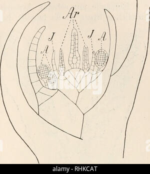 . Biologisches Zentralblatt. Biologia. Goebel, Über sexuellen Dimorphismus bei Pflanzen. 665 haben. Bei Funaria z. B. stehen gewöhnlich die Antheridien- terminale stände am ersten Spross, die Archegonienstände am Ende von (seitlichen Erstarkungssprossen). Gelegentlich traf ich aber auch Antheridienstände, in deren Mitte ein Archegonium zur Aus- bildung kam. Il normale finden wir diese Verteilung unter den Leber ha- mosen z. B. bei PelJia calyciua und Radula complanata^^), in Fig. 3 ist ein Schema für diese Verteilungsart dargestellt. Es ist klar, dass den Archegonien eine bessere Ernährung ermöglicht w Foto Stock