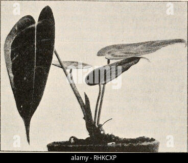 . Biologisches Zentralblatt. Biologia. Goebel, Das Rumphius-Phänomen ecc. 93 Die biologische Bedeutung der sonderbaren Blattspreitenstellung dieser Anthurium-Arten wurde sich nur dann erörtern lassen, wenn man die Lebensverhältnisse der Pflanze in ihrer Heimat genauer kennen würde. In der Literatur guerra über die Standorte der Pflanze nichts zu ermitteln, nicht einmal, ob sie epiphytisch oder terrestrisch wächst. Wenn wir hören, die Pflanze stamme aus den Urwäldern am Ufer des Rio Murri in Kolumbien, così daraus ist nichts weiteres zu ent- nehmen.. Fig. 23. Keimpflanze von Anth. Veitchii. (Schwäche Foto Stock