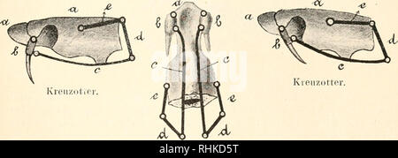 . Biologisches Zentralblatt. Biologia. Tliilo, Sperrvorrichtungen Tierreiclie im. 509 zeigt jedoch eiue genauere Untersuclmug, dass mir ein Teil aller Glieder bei der Feststelhiug zur Verwendung gelaugt. Nach dem vou dello schema di Fig. 4 sind vier Kuochenstäbe durch Gelenke un eiuauder und an den Schädel gefügt. Als ruhend sei der Schädel gedacht ff, h = Oberkiefex-- bein mit Giftzahn, c = Gaumenbein, d = Quadratbeiu, e = Schläfenbein. Diese fünf Knochen bilden anche eine fünfgliedrige geschlossene Kette. Fünf Glieder sind unbedingt erforderlich, damit beim Aufrichten des Zahnes das Gaumenbein c nicht Foto Stock