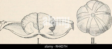 . Biologisches Zentralblatt. Biologia. Goebel, Das Rumphius-Phänomen ecc. 55 blätter nach der Befruchtung noch heranwachsen. Stampi aber ist nicht der caduta. Vielmehr wird die Farbenverschiedenheit dadurch bedingt, dass der äußere fleischige Teil des Perikarps von dem inneren Steinkern in 6 Streifen durch Schrumpfung sich ablöst. Der weiße Steinkern tritt dann auffallend hervor, bleibt aber noch an 6 Stellen von dem Fruchtfleisch geschrumpften bedeckt (Fig. 4 II). Er teilt sich dann zunächst in 3 Stücke; jedes davon spaltet sich von der Spitze lei in 2 Klappen (Fig. 4 1), die nun die Samen auf ein Foto Stock