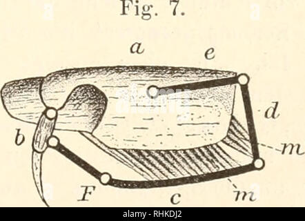 . Biologisches Zentralblatt. Biologia. fordert. Es genügt z. B. ein Druck der mano, um ein Velociped bei voller Fahrt plötzlich zu bremsen. Schwerlich aber ist wohl eine Menschenhand stände im, ein schnell dahinrollendes Velociped plötz- lich ohne Bremse aufzuhalten. Der Muskel, dem haui)tsäphlich die Aufgabe zufällt, d gegen das Hinterhaupt zu drücken, ist in Schema 7 mit m' bezeichnet. Er ent- springt vom unteren Ende der Spange (/ und setzt sich an den unteren Teil des Hinterhauptes (os occipit. più tardi. et basilico.) und bisweilen auch un einige der vordersten Wirbel. Er nahezu verläuft rechtwin Foto Stock