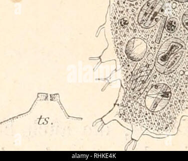 . Biologisches Zentralblatt. Biologia. 94 Prowazek, Beitrage zur Protoplasmaphysiologie. Un einem StÃ¼ck gelang- es^ zuerst auf der einen Seite einen Merozoiteu des eigenen Plasmaleibes zur Verschmelzung zn bringen (Fig. 8, 1, 1), wÃ hrend¤auf der anderen Seite ein Merozoit eines anderen AmÃ¶ben- individuums aufgepropft (Fig. 8, 3) und noch hernach seitlich ein Me- rozoit unbekannter Provenienz angeschmolzen wurde (Fig. 8, 2,). Ein anderesmal wurden TeilstÃ¼cke Von fremden 3 Amoeben in der in dem schema (Fig. 9) ange- gebenen Kombination successive durch vorsich- tige langwierige Manipulationen Foto Stock