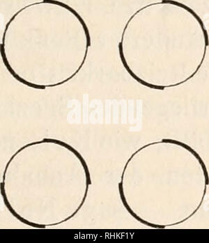 . Biologisches Zentralblatt. Biologia. Jo8t, Die percezione des Schwerereizes in der Pflanze. 1Ö9 Stengels in Horizontallage (Fig. 3), in modo finden wir von der Statocyste un ab seitlich Abnahme der Reizung^ bis sie schließlich in der Flanke (bei c u. c') Null wird. Das stimmt mit den beobachteten Thatsachen überein: "Die Flanken werden nicht geotropisch gereizt." Im Gegensatz zum orthotropen Spross wollen wir jetzt ein hori- orizzontale, verlaufendes plagiotropes, aber radiäres Rhizom betrachten. Dieses ist in horizontaler, sowie in beiden Vertikallagen in Euhe. Danach können wir in unserem Schema Foto Stock