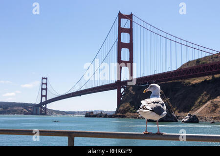 Seagull agghiacciante nella parte anteriore del Golden Gate Bridge di San Francisco, Stati Uniti d'America Foto Stock