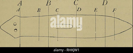 . Il bollettino biologico. Biologia; Zoologia; biologia marina. 3 -- 2 - 1 -. Fig. 23. Frequenze di testa di quarti e sesti in vecchi e giovani individu- als di P. lata: quarti, giovane, linea ininterrotta; sesti, giovani, linea tratteggiata; quarti, vecchio, trattini lunghi; sesti, vecchio, punti e trattini. Le curve in questo grafico sono presi dalle figg. 21 e 22. stessa concentrazione di un singolo agente (bambino, '16; Buchanan, '22). In pezzi che normalmente mostrano una elevata frequenza di testa può essere diminuita e in pezzi che normalmente mostrano una bassa frequenza di testa. Si prega di notare che queste immagini vengono estratte dalla pagina sottoposta a scansione immagine Foto Stock