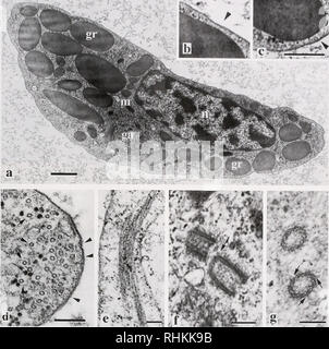 . Il bollettino biologico. Biologia; Zoologia; biologia; biologia marina. LlMl"WS AMEBOCYTE CITOSCHELETRO ' • • 61 - •/- &gt; ^ ":?. ."Io" V V°v''" •"*^"I*-I &gt;-• ?%&amp;•• 1-i" 1^-. La figura 5. Struttura di cellule inattivate. TEM sezioni sottili, (a) sezione longitudinale panoramica, mostrando in granuli (GR). Apparato di Golgi (GA). Nucleo (n). mitocondri (m). Nota: il contesto materiale esterno alla cella = fissato emocianina. B. c) viste ingrandite di gr-etichettato granuli nella stessa cella, mostrando i granuli separati dalla membrana del plasma per mezzo di una intercapedine di -50 nm (frecce), (d) marginale b Foto Stock