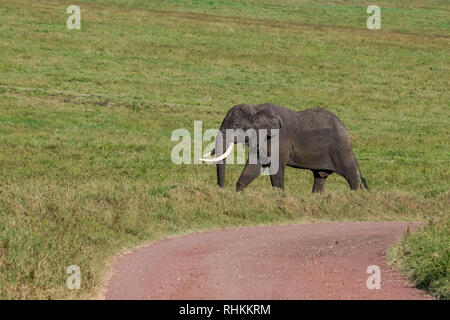 Elefante africano a passeggiate nella savana Foto Stock