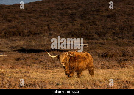 Bovini Highland Bull a piedi attraverso heather vicino Elgol, isola di Sky, Scotland, Regno Unito Foto Stock