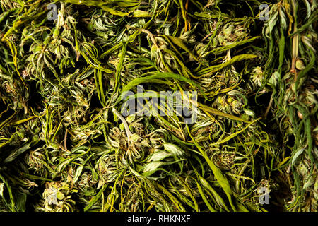 La marijuana la cannabis la canapa in fiore su una pila vista superiore Foto Stock