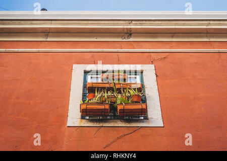 Finestra di scatole di succulenti e scatole di piante, piante in vaso. Il vecchio edificio rosso, bianco serramenti, Rusty antico telaio di finestra con belle piante. Foto Stock