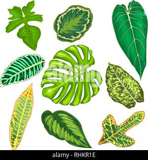 Foglie di piante tropicali su uno sfondo bianco. Set di foglie di piante tropicali. Belle foglie di piante tropicali. Illustrazione Vettoriale