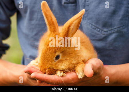 Poco simpatico coniglio seduto sulle sue mani Foto Stock