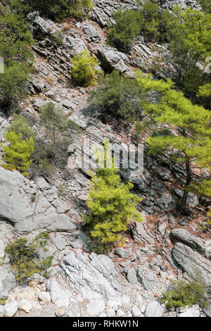 Vista della pietra montagna stratificata di pendenza e di alberi che crescono su di esso. Foto Stock