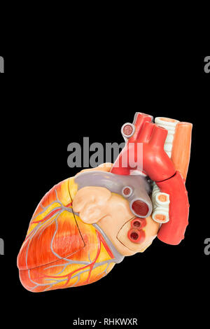 Vista laterale del cuore umano isolato modello fon sfondo nero Foto Stock