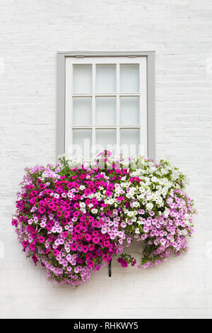 Bianco parete in mattoni con una finestra e fiori in cassetta per fiori Foto Stock