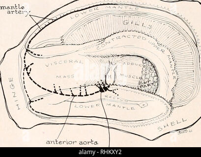 . Il bollettino biologico. Biologia; Zoologia; biologia; biologia marina. 58 FREDERIK B. BANG numero di osservazioni sono state fatte su ostriche in cui un foro è stato praticato con cura vicino il pericardio e il guscio è stata poi presa di distanza fino a quando la guaina è stata esposta. Osservazioni su fagocitosi sono state fatte con un obiettivo Zeiss fase sia al microscopio a 500 X e 1250 X. Una goccia di fresco sangue ottenuto è stato posto su una diapositiva, quindi sia una goccia di sospensioni batteriche da una fresca cresciuta la cultura di batteri marini è stato aggiunto ad esso, o una piccola porzione della colonia di per sé è stato aggiunto con un loop direttamente alla goccia Foto Stock