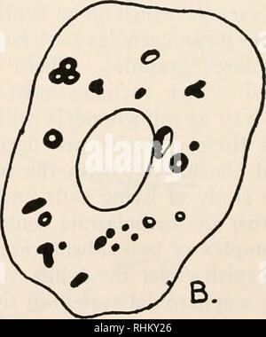 . Il bollettino biologico. Biologia; Zoologia; biologia; biologia marina. B. 10M- 8. La figura 7. Camera lucida di disegno di un mediale di cellule neurosecretorie del cervello, colorate in 0,001% di rosso neutro. Il rosso neutro vacuoli formando gli sferoidi sono mostrati come cerchi. Al abaxonal parte della cella è un vacuolo riempito con mitocondri (fine stipples). Il mito- chondria del resto della cellula vengono visualizzati in gruppi. La figura 8. Camera lucida disegni di: A. mediale di cellule neurosecretorie dopo trattamento secondo Aoyama è metodo, mostrando la "apparato di Golgi." La piccola sferoidi che hanno coale Foto Stock