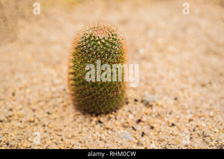 Vista ingrandita del cactus verde come sfondo, vista dall'alto, di consistenza Foto Stock
