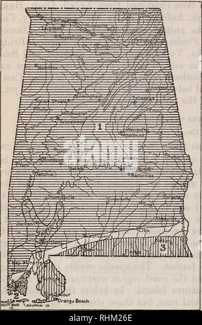 . Una indagine biologica di Alabama. I. Physiography e zone di vita. II. I mammiferi. Gli animali in Alabama. 74 NORTH AMERICAN FAUNA. [N. 45. tained, ma è approssimativamente indicata dal record della sua comparsa a Gor - don, Ashford, Dothan, Orange Beach, e Flomaton (fig. 10). Nelle saline di Perdido Bay e Bon Secour Kiver i conigli sono abbondanti e lì i loro escrementi e ben battuti percorsi può essere visto ovunque. In località indietro dalla costa in cui vivono i piccoli, bagnato, paludi con travi di legno che si trovano ad intervalli frequenti lungo i ruscelli e laghetti intorno al legname. Non hanno mai lea Foto Stock