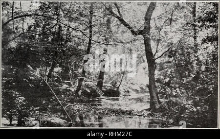 . Una indagine biologica di Alabama. I. Physiography e zone di vita. II. I mammiferi. Gli animali in Alabama. BI 5637 Fig. I.-dense di canna da zucchero che confinano con freno Catoma Creek.. BI5628 Fig. 2-Beaver Dam in Catoma Creek. Viste in palude Catoma vicino Teasley Mill, Montgomery County.. Si prega di notare che queste immagini vengono estratte dalla pagina sottoposta a scansione di immagini che possono essere state migliorate digitalmente per la leggibilità - Colorazione e aspetto di queste illustrazioni potrebbero non perfettamente assomigliano al lavoro originale. Howell, Arthur H. (Arthur Holmes), 1872-1940. Washington, governo Ufficio Stampa Foto Stock