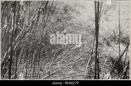 . Una indagine biologica di Alabama. I. Physiography e zone di vita. II. I mammiferi. Gli animali in Alabama. North American Fauna n. 45, U. S. Dept. Agr., indagine biologica. Piastra XI.. BI 5637 Fig. I.-dense di canna da zucchero che confinano con freno Catoma Creek.. Si prega di notare che queste immagini vengono estratte dalla pagina sottoposta a scansione di immagini che possono essere state migliorate digitalmente per la leggibilità - Colorazione e aspetto di queste illustrazioni potrebbero non perfettamente assomigliano al lavoro originale. Howell, Arthur H. (Arthur Holmes), 1872-1940. Washington, governo Ufficio Stampa Foto Stock