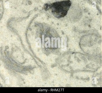 . La struttura biologica e funzione; il procedimento. Biochimica; citologia. I^ f- m cw. '^12 Fu;. 12. Questo è identificato come il margine esterno di una cellula epidermica della cipolla punta radice. Il nucleo è in un^, un inviluppo nucleare a ne. Gli organelli del citoplasma includono i mitocondri (Ni), dictyosomes (d), proplastids (pp), e il reticolo endoplasmatico (ER). La superficie del protoplasto e la sua relazione con la parete extracellulare (nu) sono i punti di maggiore interesse. Sembra che il muro è stato messo giù in strati riflettenti, eventualmente, le fasi di formazione della parete. La superficie del protoplasto Foto Stock