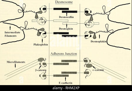 . Il bollettino biologico. Biologia; Zoologia; biologia; biologia marina. Filamenti intermedi, HEMIDESMOSOMES E DESMOSOMI Desmosome 375. La figura 1. Diagramma di confronto i principali componenti molecolari dei due adesivi intercellulari junc- zioni trovato m tessuti epiteliali. Le molecole di adesione in entrambe le giunzioni sono membri della grande famiglia caderina di calcio-dipendente le molecole di adesione cellulare. Queste sono desmogleins e desmocollins nel desmosome (superiore), e classic caderine, come l'E-caderina, nella giunzione adherens (fondo). I membri dell'armadillo famiglia genica, plakoglobin e / Foto Stock