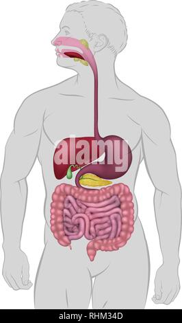 Apparato gastrointestinale apparato digestivo umano Illustrazione Vettoriale