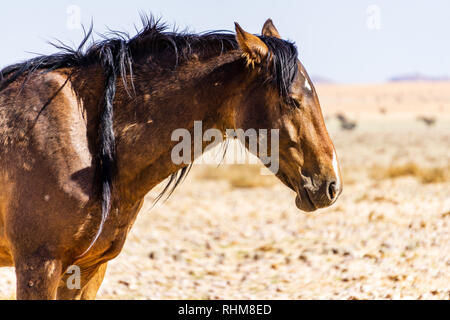 Garub Namib Feral Horses vicino Aus, Namibia deserto Foto Stock