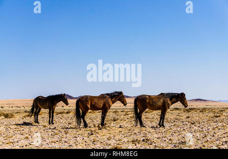 Cavalli selvaggi del Namib vicino Aus, Namibia deserto. Foto Stock