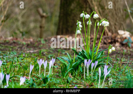 Bella bucaneve su sfondo bokeh di fondo nella soleggiata Foresta di primavera sotto il sole. Foto di pasqua con copia spazio. mattina Foto Stock